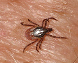 Ixodes ricinus